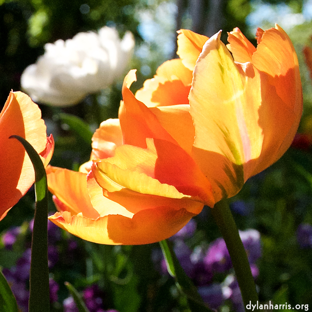 Image: Image 'escher blummen (xlvi) 1'.