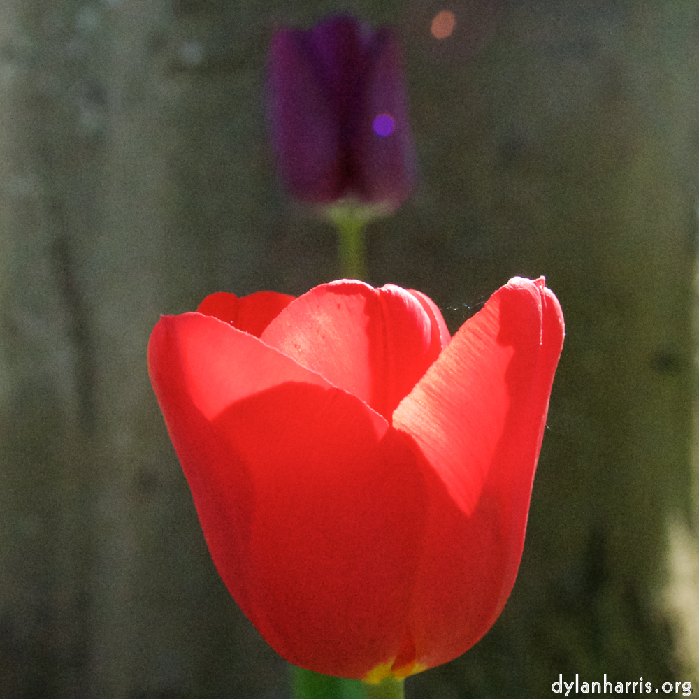 Image: Image 'escher blummen (xlvi) 4'.