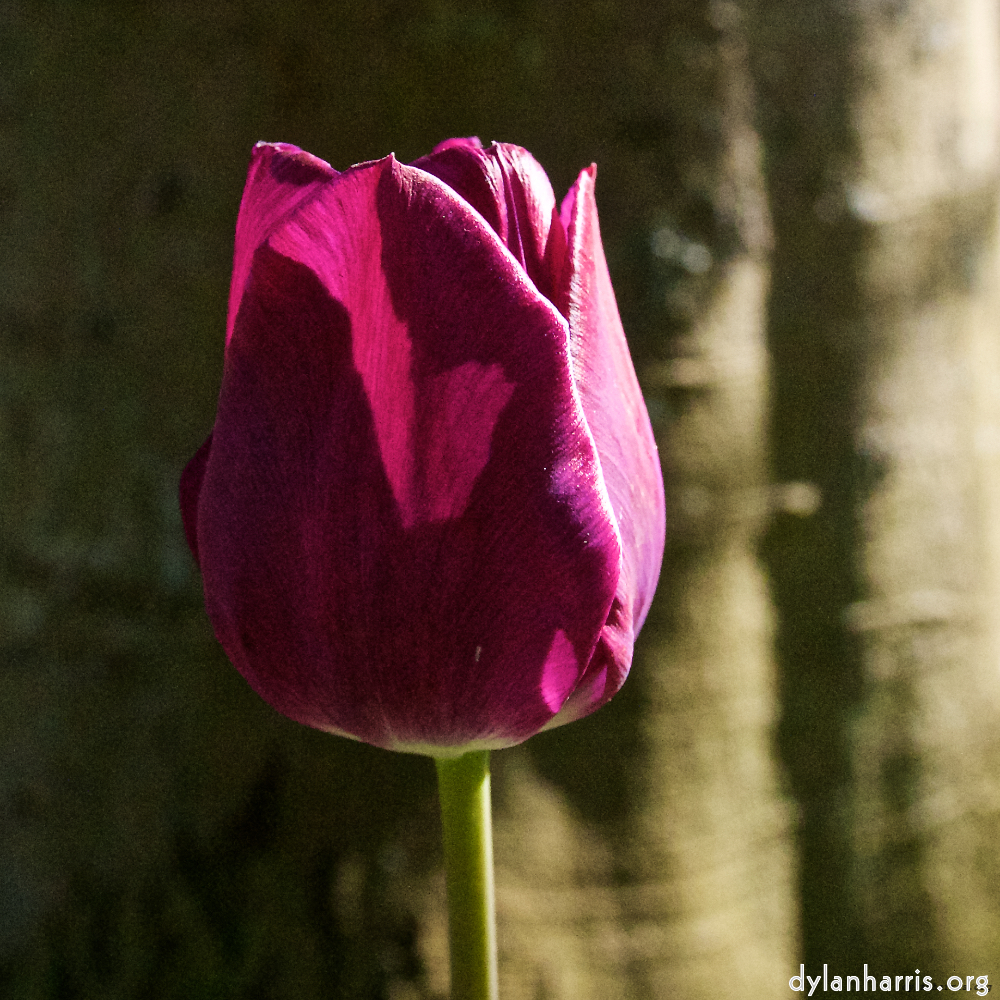 image: This is ‘
escher blummen (xlvi) 6
’.