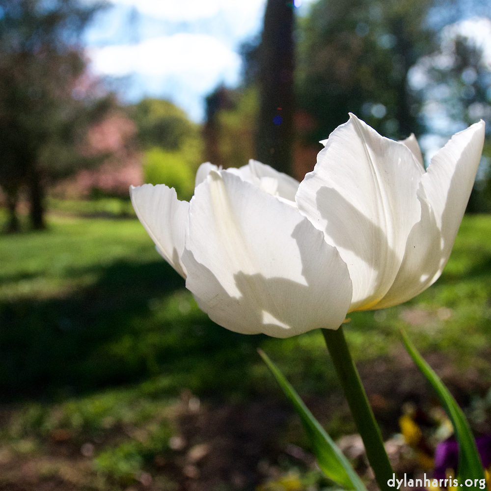 image: This is ‘
escher blummen (xlvi) 7
’.