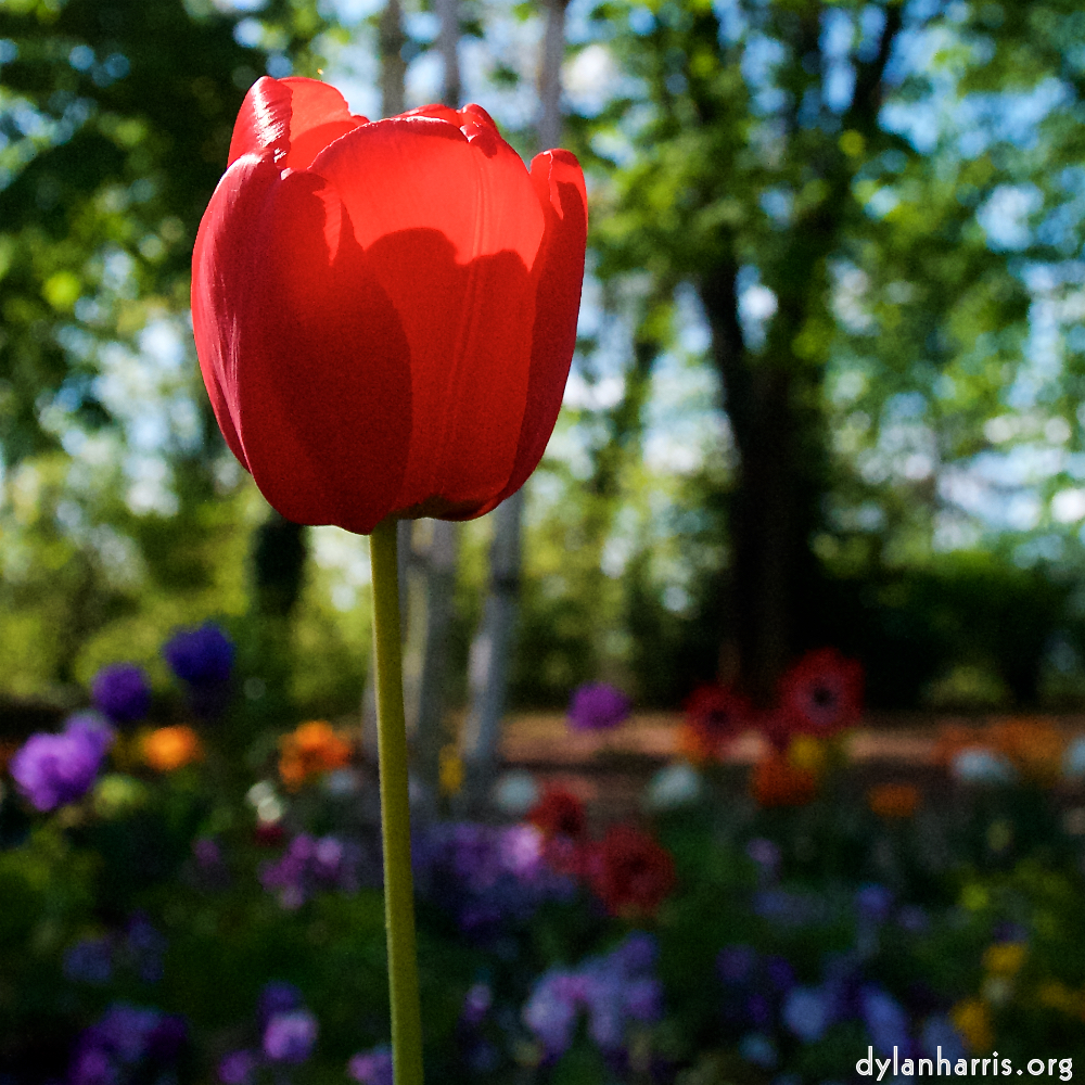 image: This is ‘
escher blummen (xlvi) 8
’.