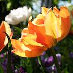 Image: First image from the photoset 'escher blummen (xlvi)'.