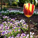 Image: Second image from the photoset 'escher blummen (xlvi)'.