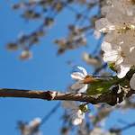 Image: Fifth image from the photoset 'escher blummen (xlvi)'.