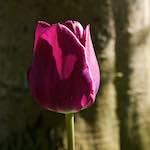 Image: Sixth image from the photoset 'escher blummen (xlvi)'.