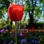 Image: Eighth image from the photoset 'escher blummen (xlvi)'.