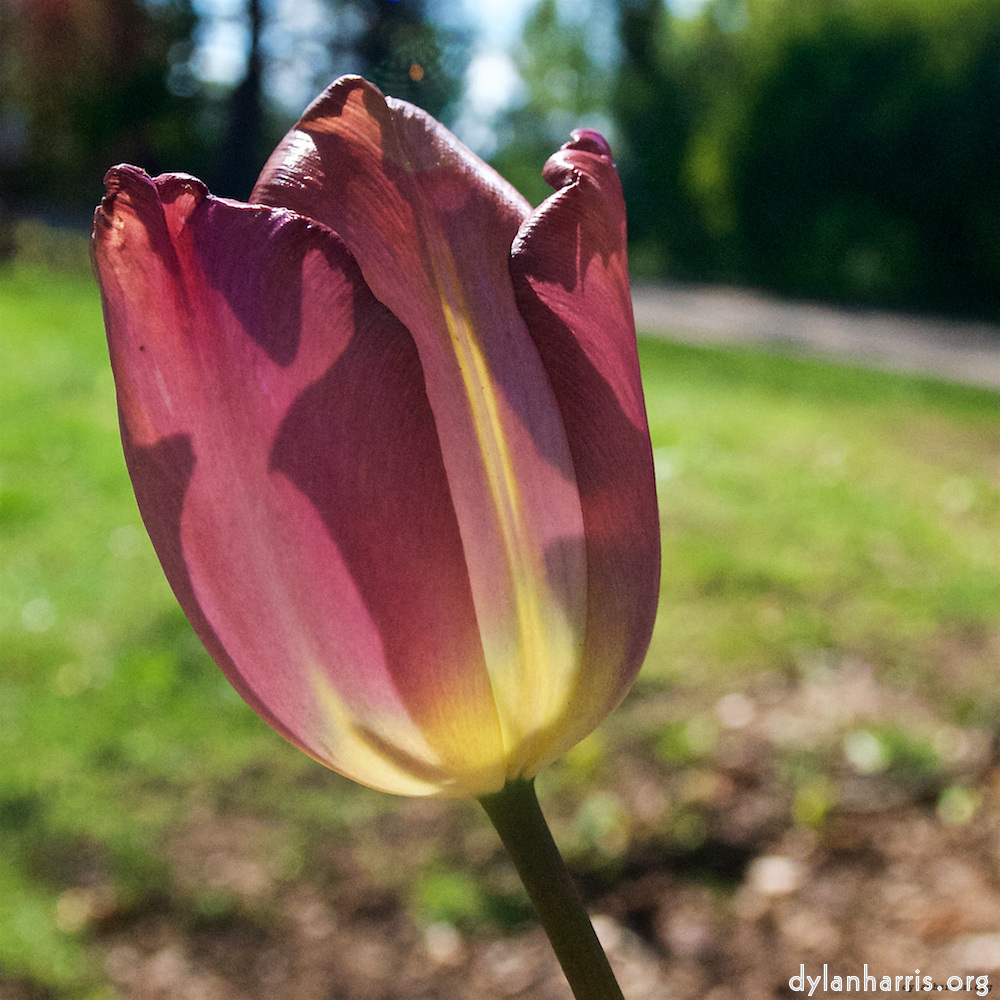 Image: Image 'escher blummen (xlvii) 1'.