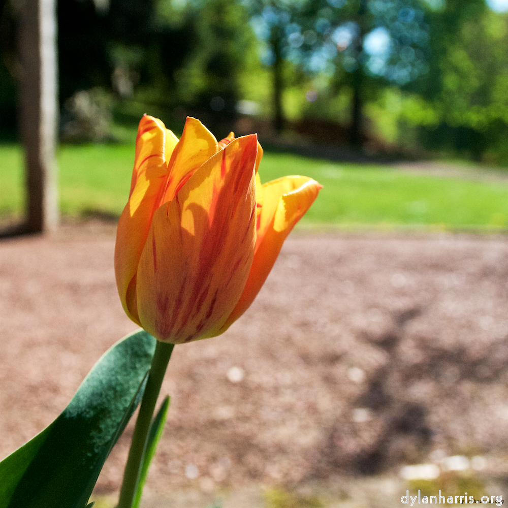 Image: Image 'escher blummen (xlvii) 5'.