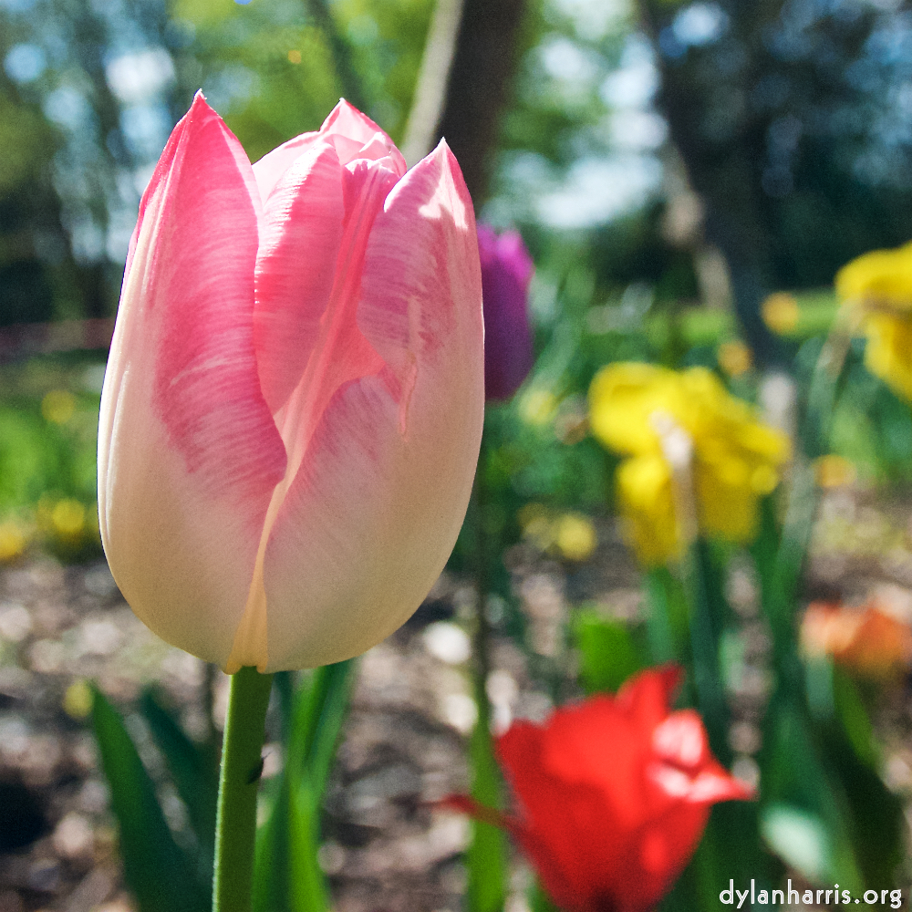 image: This is ‘
escher blummen (xlvii) 6
’.