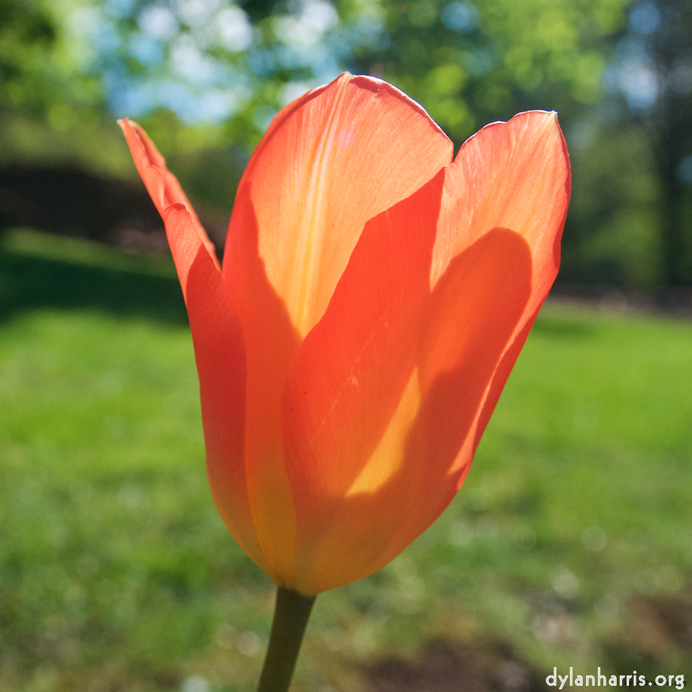 Image: Image 'escher blummen (xlvii) 7'.