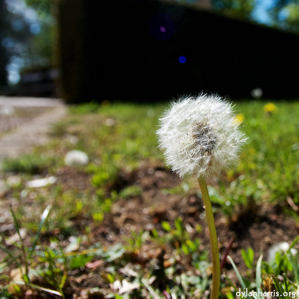 image: This is ‘
escher blummen (xlvii) 8
’.