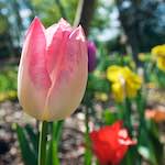 Image: Sixth image from the photoset 'escher blummen (xlvii)'.