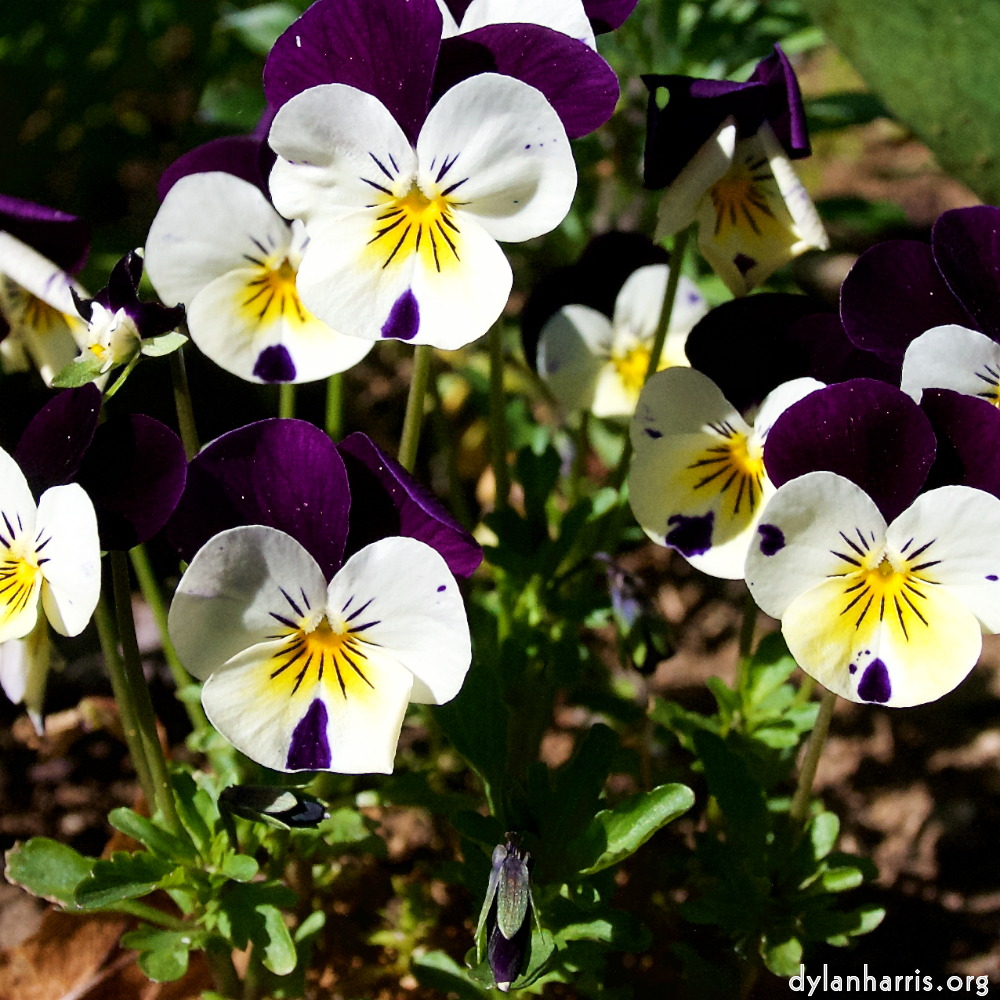 image: This is ‘
escher blummen (xlviii) 1
’.