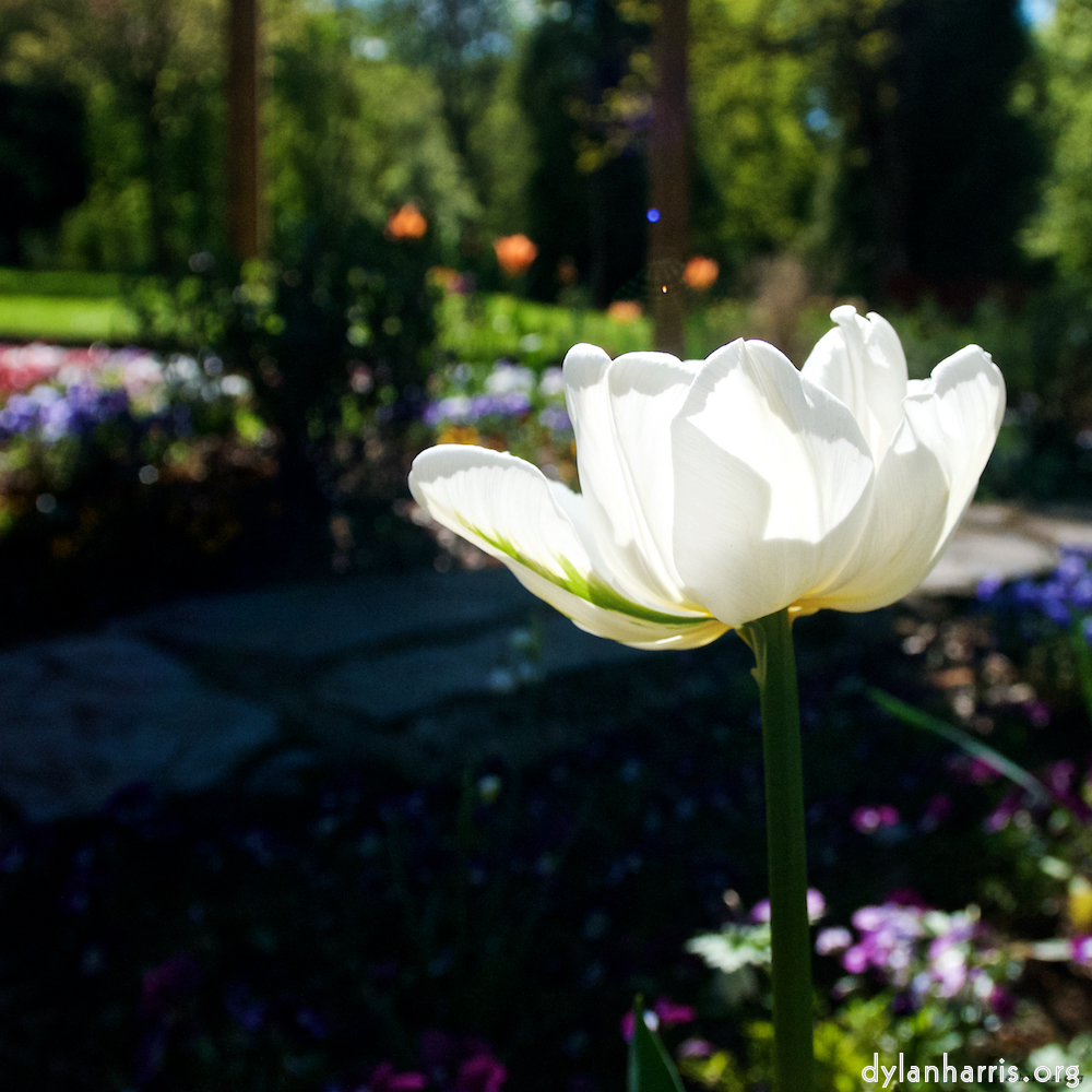 Image 'escher bloemen (xlviii) 2'.