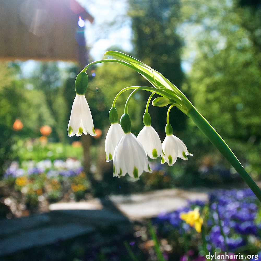 image: This is ‘
escher blummen (xlviii) 3
’.