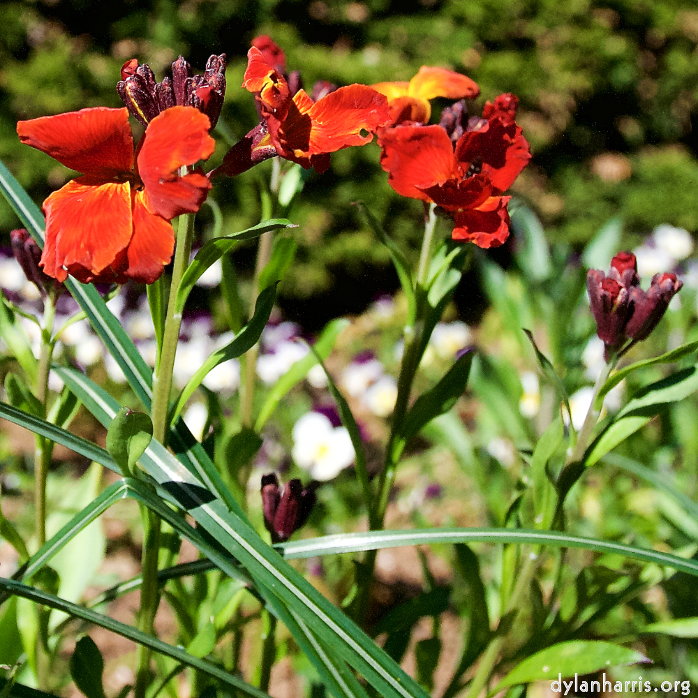 image: This is ‘
escher blummen (xlviii) 4
’.