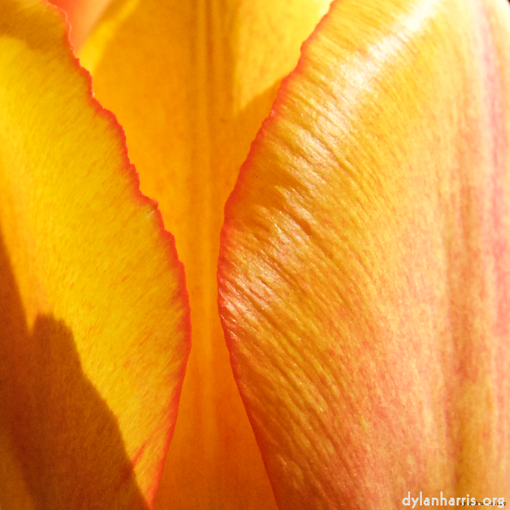 image: This is ‘
escher blummen (xlviii) 5
’.