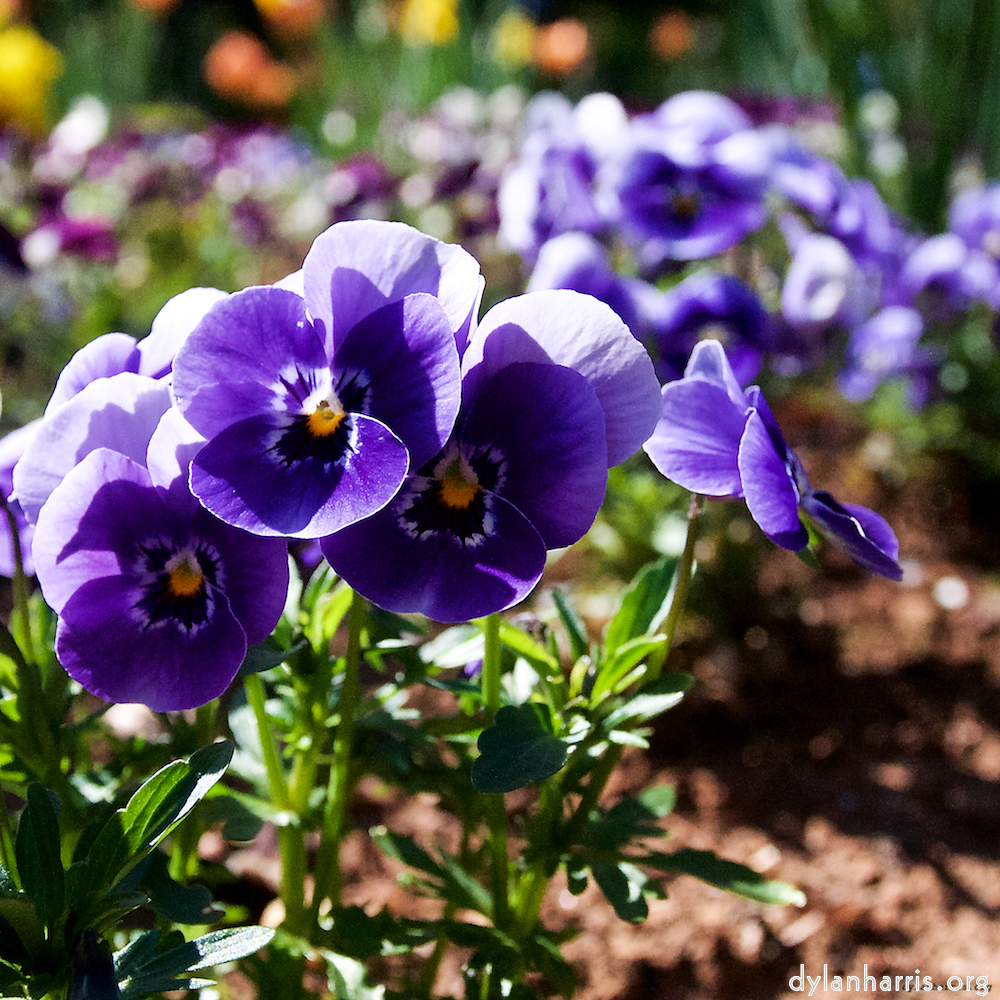 image: This is ‘
escher blummen (xlviii) 6
’.