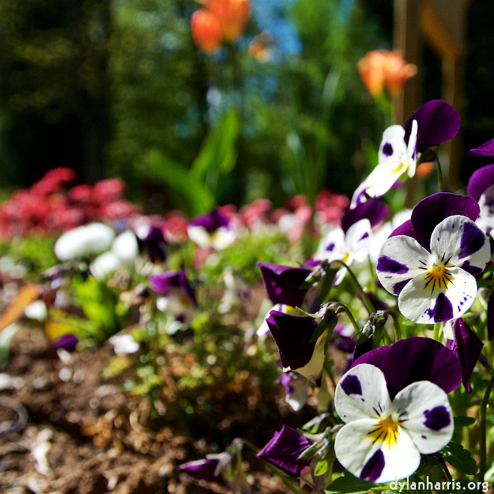 image: This is ‘
escher blummen (xlviii) 7
’.