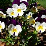 image: Image from the photoset ‘
escher blummen (xlviii)
’.