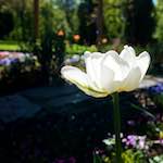 image: Image from the photoset ‘
escher blummen (xlviii)
’.