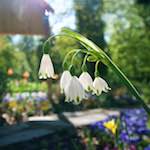 image: Image from the photoset ‘
escher blummen (xlviii)
’.