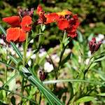 image: Image from the photoset ‘
escher blummen (xlviii)
’.