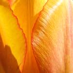 image: Image from the photoset ‘
escher blummen (xlviii)
’.