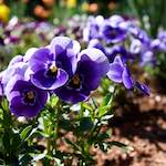 image: Image from the photoset ‘
escher blummen (xlviii)
’.