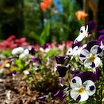 image: Image from the photoset ‘
escher blummen (xlviii)
’.