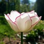 image: Image from the photoset ‘
escher blummen (xlviii)
’.