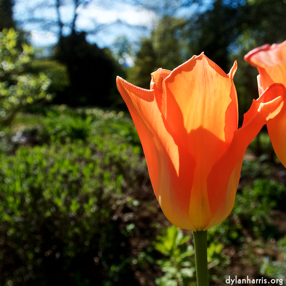 Image: Image 'escher blummen (il) 3'.