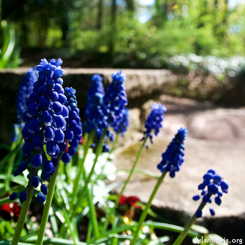 image: This is ‘
escher blummen (il) 4
’.