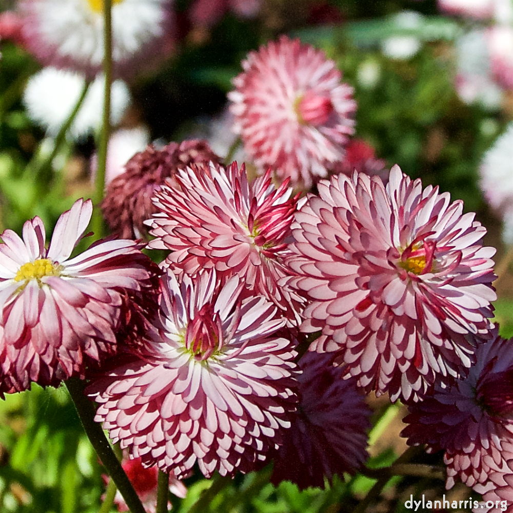 image: This is ‘
escher blummen (il) 6
’.