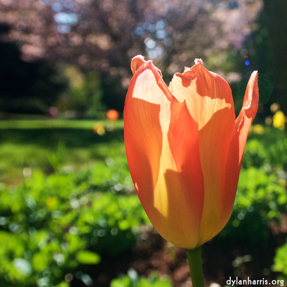 image: This is ‘
escher blummen (il) 7
’.