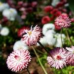 image: Image from the photoset ‘
escher blummen (il)
’.