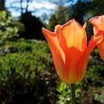 image: Image from the photoset ‘
escher blummen (il)
’.