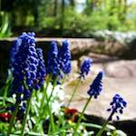 image: Image from the photoset ‘
escher blummen (il)
’.