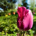 image: Image from the photoset ‘
escher blummen (il)
’.