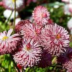 image: Image from the photoset ‘
escher blummen (il)
’.