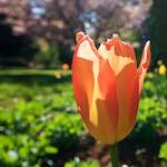 image: Image from the photoset ‘
escher blummen (il)
’.