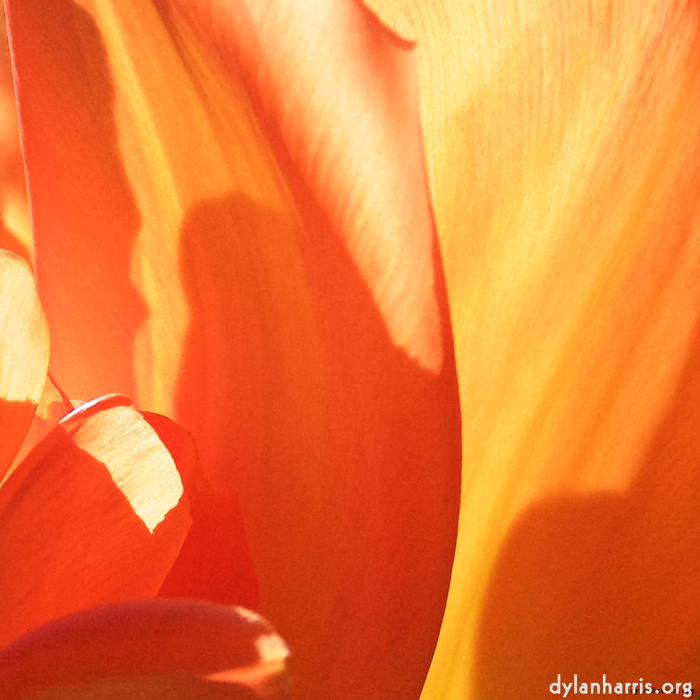 Image: Image 'escher blummen (l) 1'.