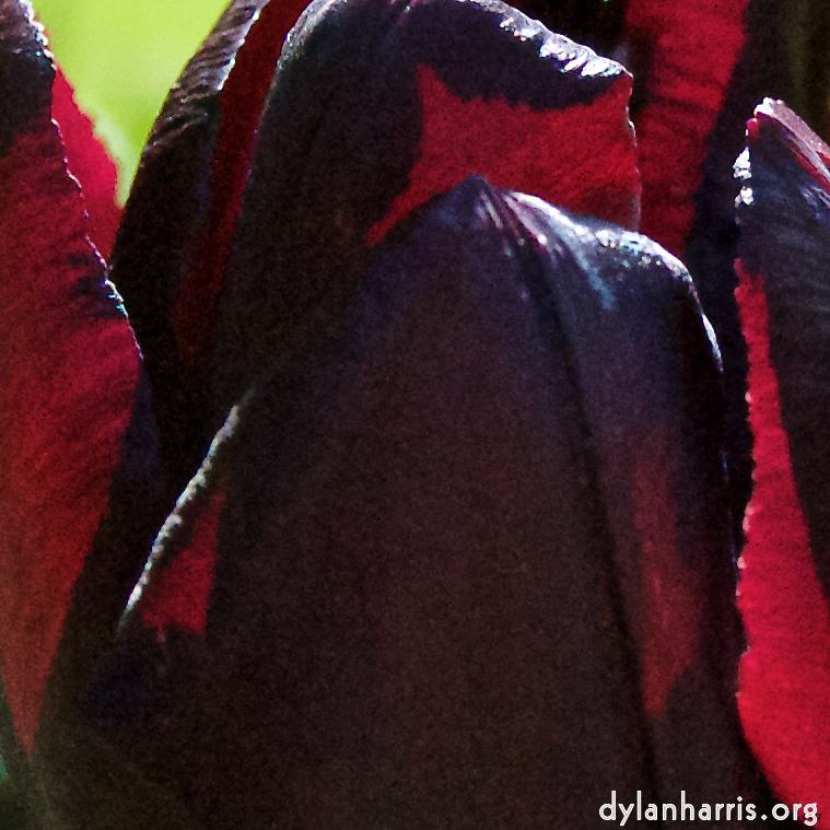 Image: Image 'escher blummen (l) 2'.