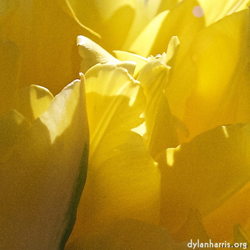 image: This is ‘
escher blummen (l) 3
’.