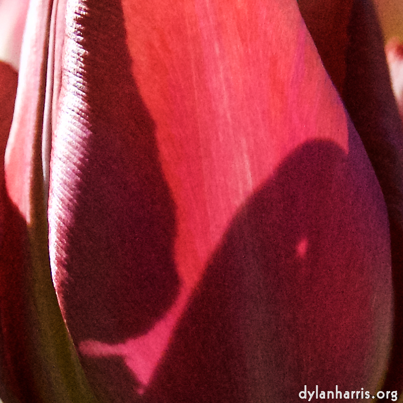 image: This is ‘
escher blummen (l) 5
’.