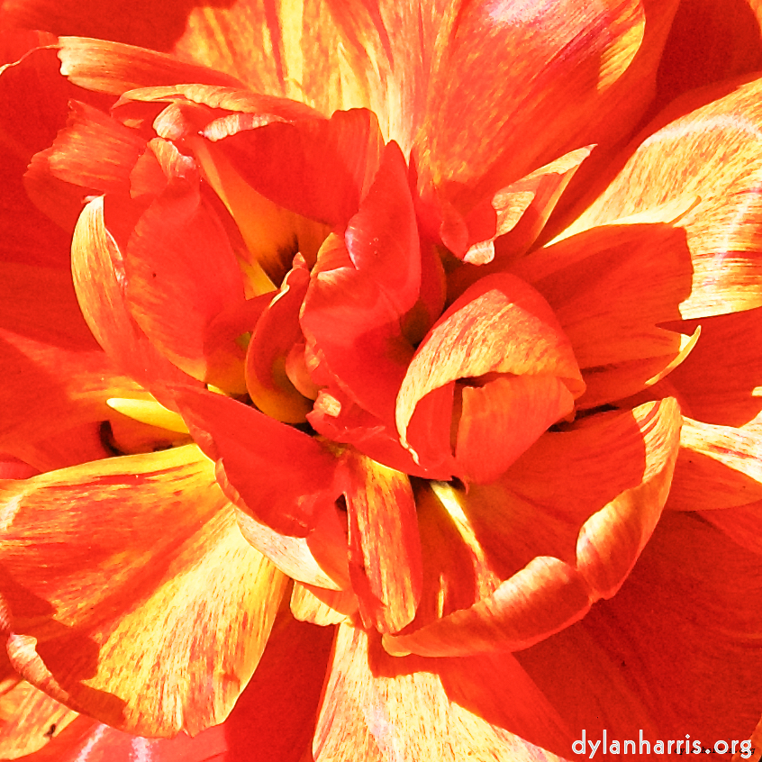 image: This is ‘
escher blummen (l) 6
’.