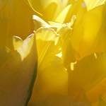 Image: Third image from the photoset 'escher blummen (l)'.