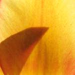 Image: Fourth image from the photoset 'escher blummen (l)'.