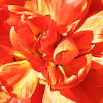 Image: Sixth image from the photoset 'escher blummen (l)'.