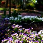 image: Image from the photoset ‘
parc (xiv)
’.